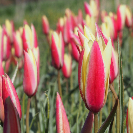 Tulipa clusiana var Cynthia  25 stuks