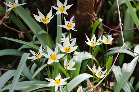 Tulipa turkestanica , laag  tulpje 10 stuks