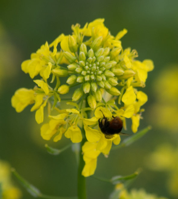 Bloemzaden, Zwarte mosterd, 100 g