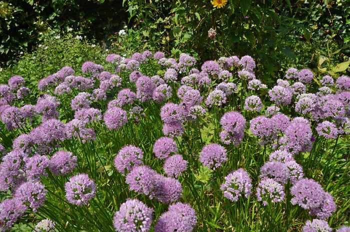 Bijvriendelijke Zomerborder – 9 Vaste Planten
