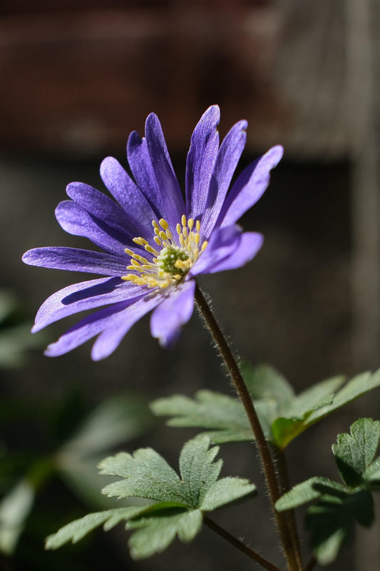 Anemone blanda  25 stuks