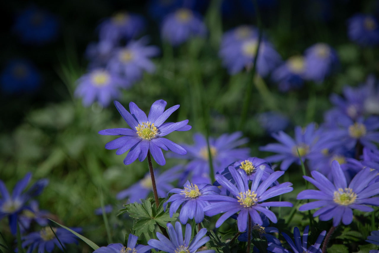 Anemone blanda  25 stuks