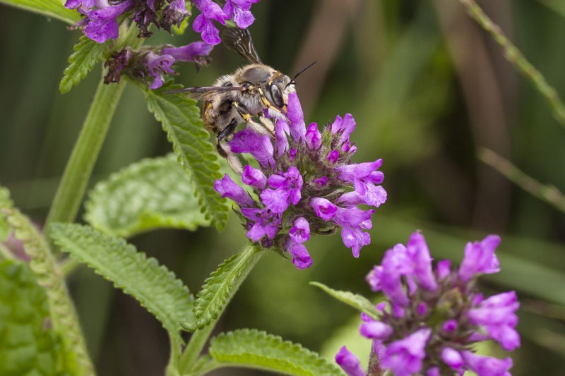 Planten, Bijenhoekje inheems, 12 stuks