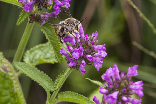 Planten, Bijenhoekje inheems, 12 stuks