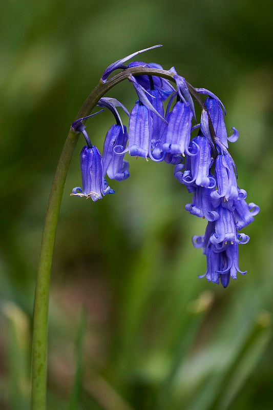 Scilla nutans, boshyacint 10 stuks,