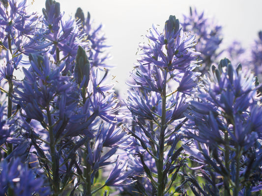 Camassia leichtlinii 'Caerulea' 3 stuks
