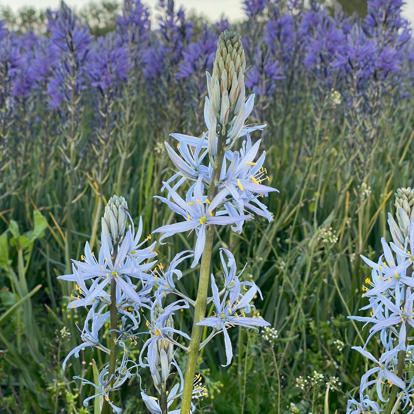 Camassia cusickii – 5 stuks