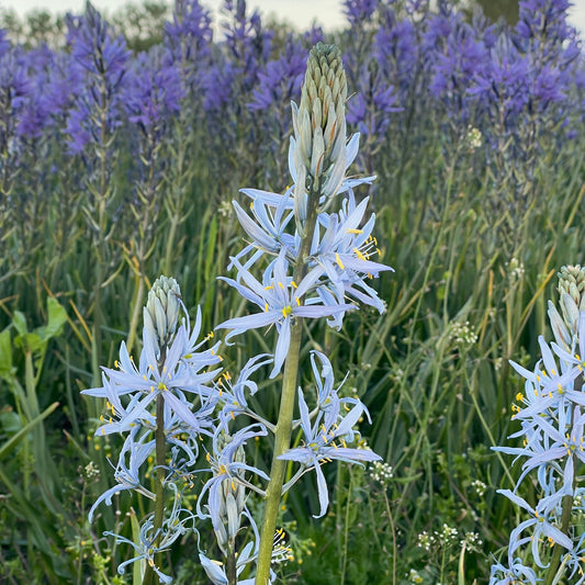 Camassia cusickii – 3 stuks