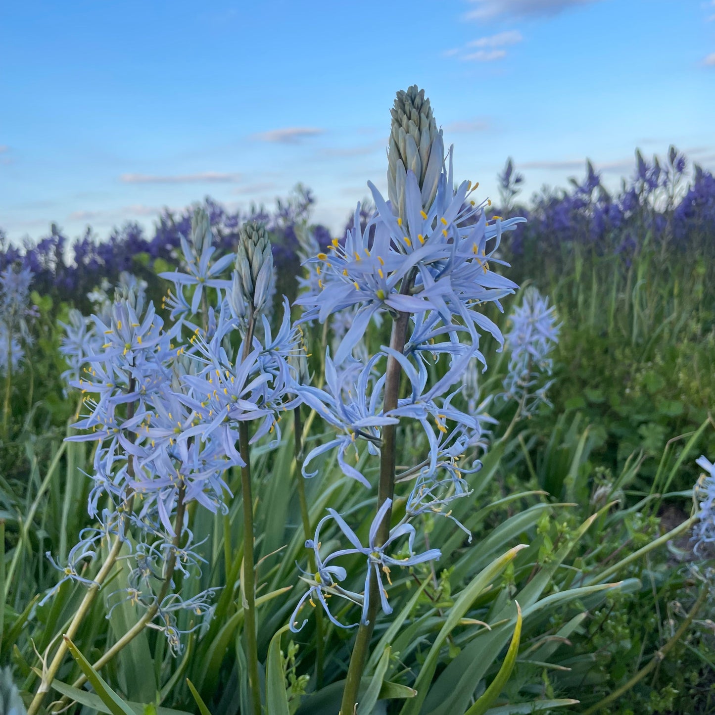 Camassia cusickii – 5 stuks