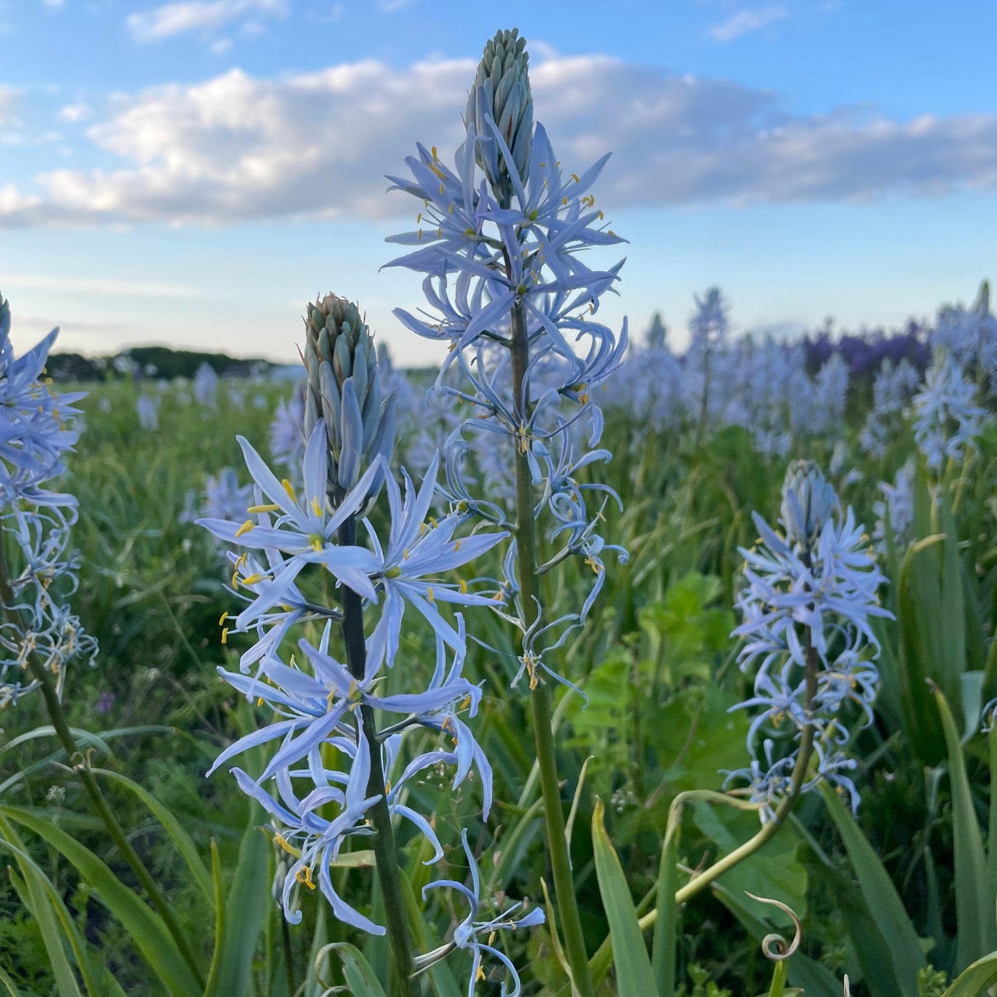 Camassia cusickii – 5 stuks