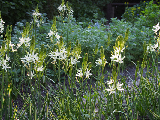 Camassia leichtlinii 'Sacajawea' 3 stuks