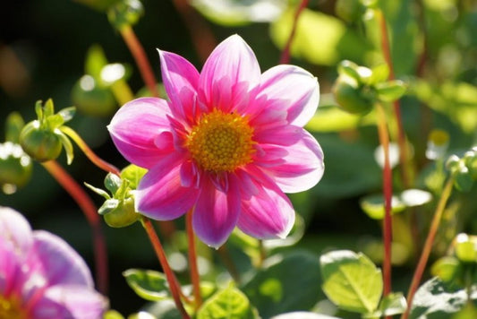 Dahlia  'Hartenaas' 3 stuks