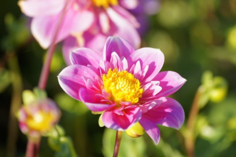 Dahlia  'Hartenaas' 3 stuks