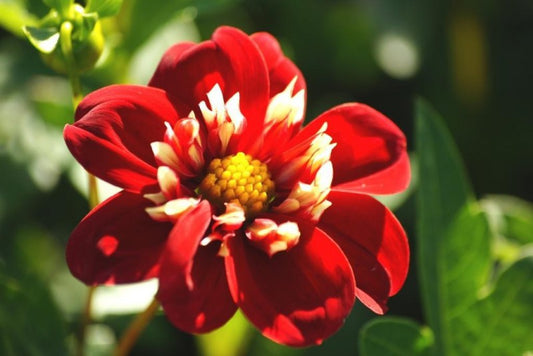 Dahlia  'Festivo' 3 stuks