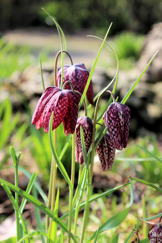 Fritillaria meleagris 10 stuks