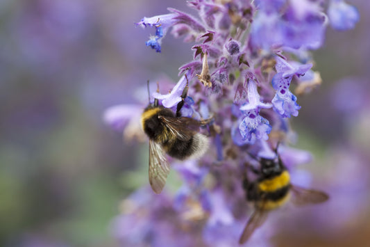 Nepeta ‘Walkers Low’
