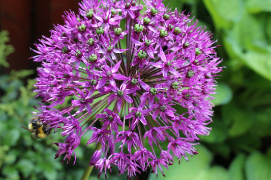 pakket Sieruien 38 bloembollen