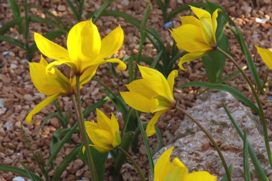 Tulipa sylvestris , bostulpje 10 stuks