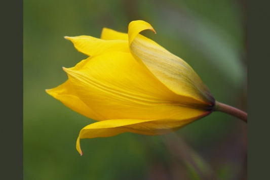 Tulipa sylvestris , bostulpje 25  stuks