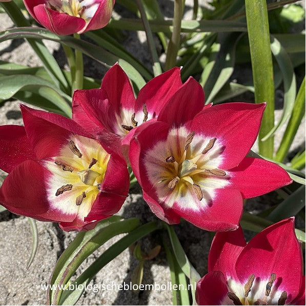 Tulipa Tiny Timo
