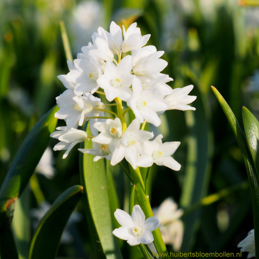 Puschkinia scilloides var.Alba  – buishyacint – 10 stuks